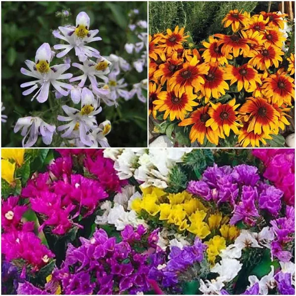 Pack_Of_3_Flower_Seeds_Mixed_Varieties