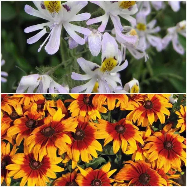 Flower_Seeds_Mixed_Varieties_Premium_-_Pack_Of_4