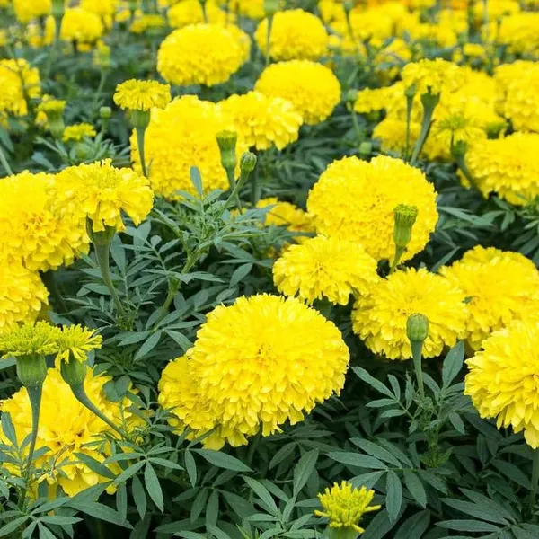 Marigold_African_Seeds_-_Pack_Of_4