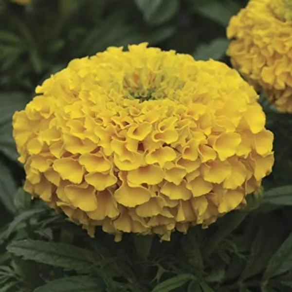 Marigold_African_Seeds_-_Pack_Of_4