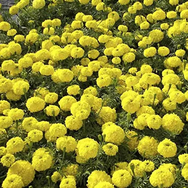 Marigold_African_Seeds_-_Pack_Of_4