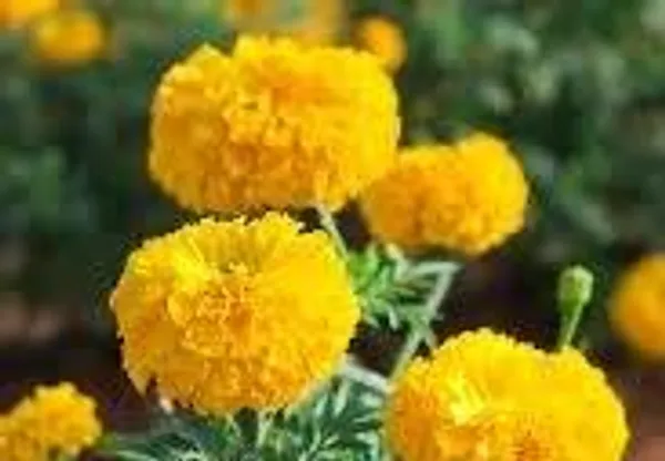 Marigold_African_Seeds_-_Pack_Of_4