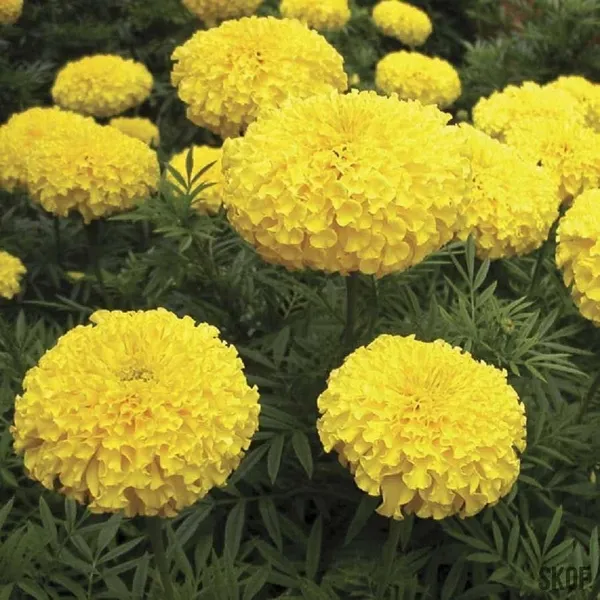 Marigold_African_Seeds_-_Pack_Of_4