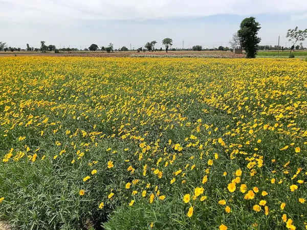 Coreopsis_Lanceolata_Flower_Seeds
