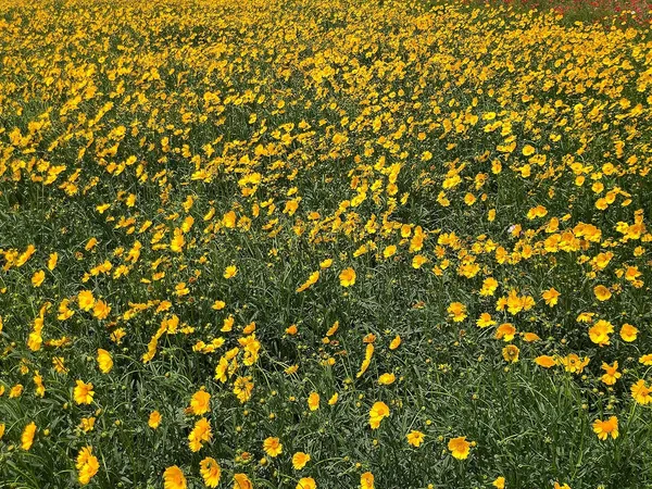 Coreopsis_Lanceolata_Flower_Seeds