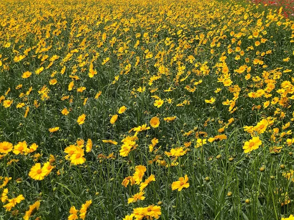 Coreopsis_Lanceolata_Flower_Seeds