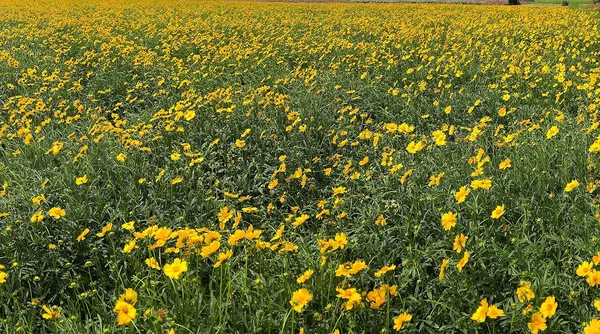 Coreopsis_Lanceolata_Flower_Seeds
