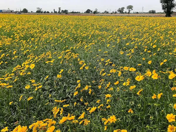 Coreopsis_Lanceolata_Flower_Seeds