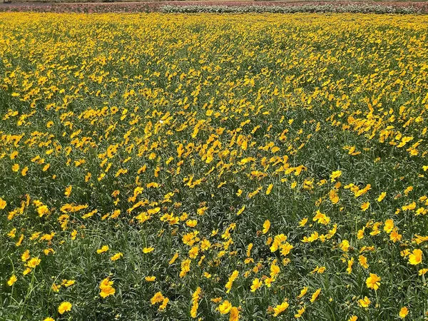 Coreopsis_Lanceolata_Flower_Seeds