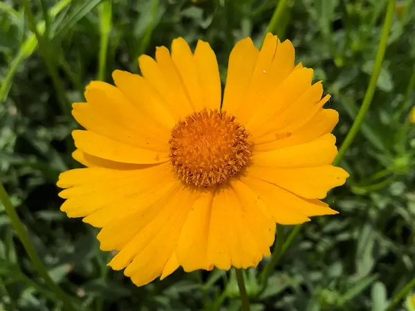 Coreopsis_Lanceolata_Flower_Seeds