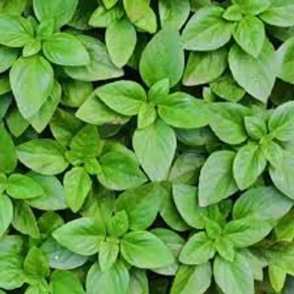 Basil_Green_Seeds__Pack_Of_2
