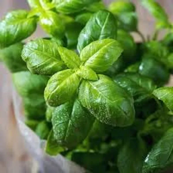 Basil_Green_Seeds__Pack_Of_2