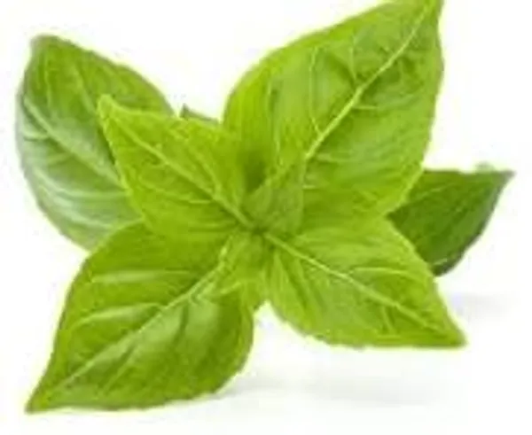 Basil_Green_Seeds__Pack_Of_2
