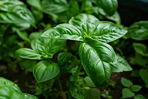 Basil_Green_Seeds__Pack_Of_2
