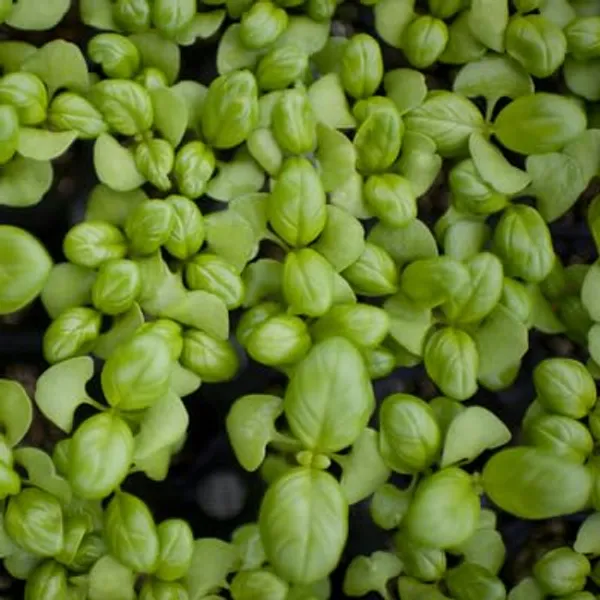 Basil_Green_Seeds__Pack_Of_2
