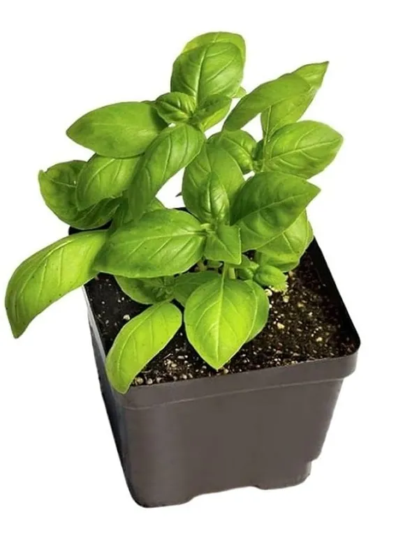Basil_Green_Seeds__Pack_Of_2