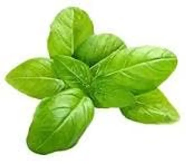 Basil_Green_Seeds__Pack_Of_2