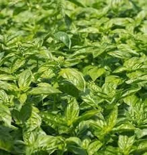 Basil_Green_Seeds__Pack_Of_2