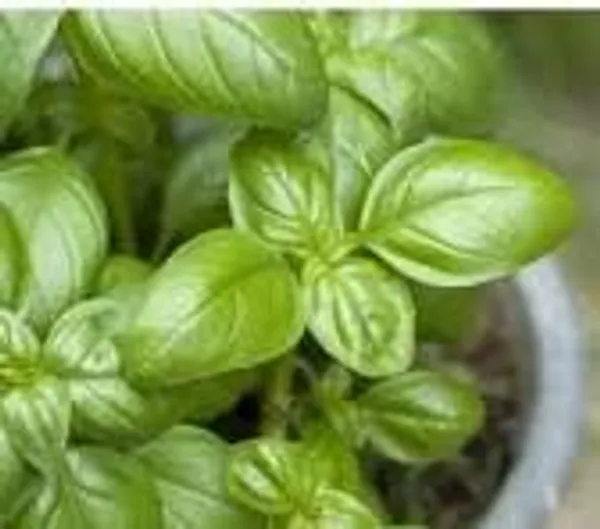 Basil_Green_Seeds__Pack_Of_2