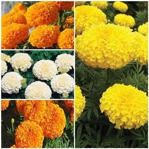 African_Marigold_Seeds_-_Pack_Of_2