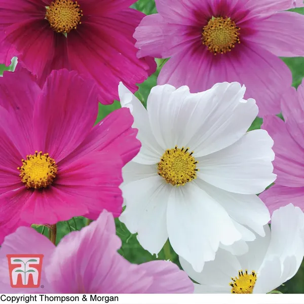 Cosmos_Sansation_Mix_Flower_Seeds_-_Pack_Of_4