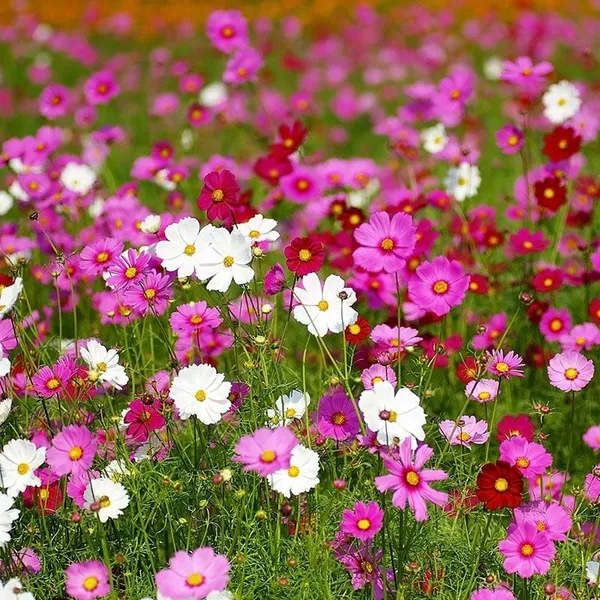 Cosmos_Sansation_Mix_Flower_Seeds_-_Pack_Of_4