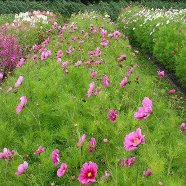 Cosmos_Sansation_Mix_Flower_Seeds_-_Pack_Of_4