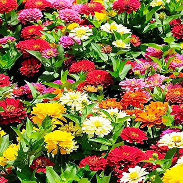 Pack_Of_4_Zinnia_Pulcino_Dwarf_Double_Mix__