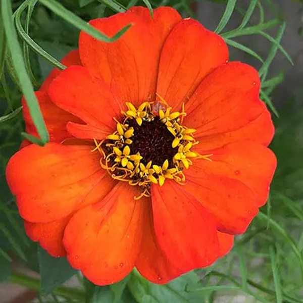 Pack_Of_4_Zinnia_Pulcino_Dwarf_Double_Mix__