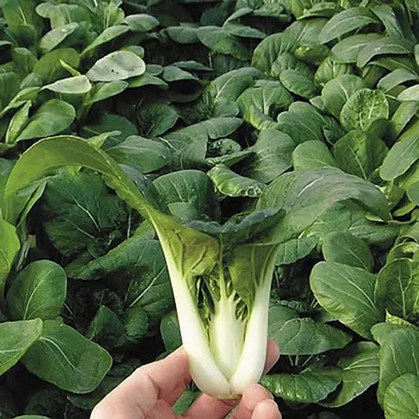 Pak_Choi_Seeds_-_Pack_Of_3