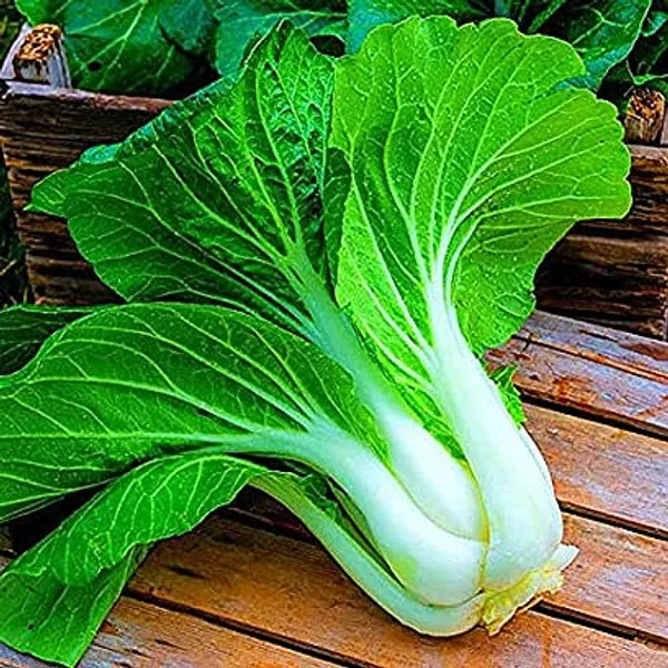 Pak_Choi_Seeds_-_Pack_Of_3