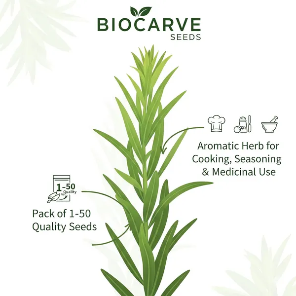 Tarragon_Seeds_-_Pack_Of_3