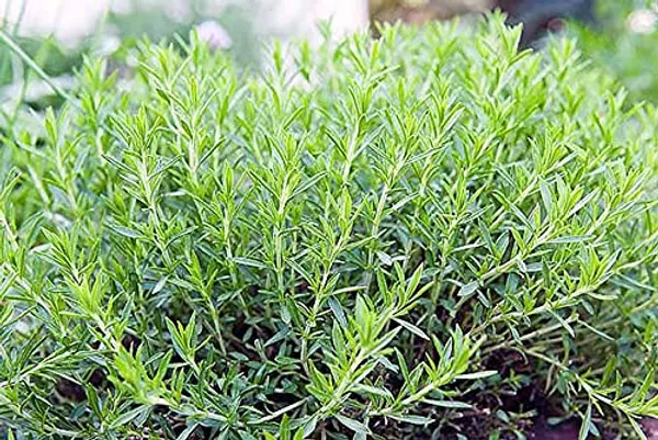 Tarragon_Seeds_-_Pack_Of_3