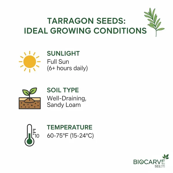 Tarragon_Seeds_-_Pack_Of_3