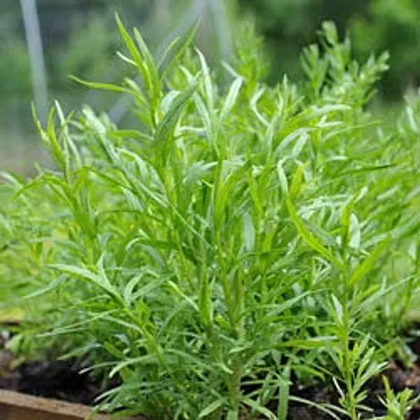 Tarragon_Seeds_-_Pack_Of_3