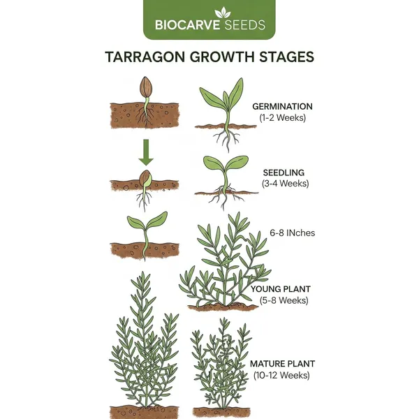 Tarragon_Seeds_-_Pack_Of_3