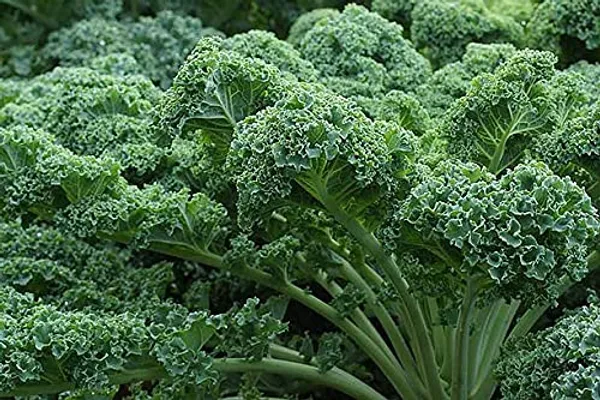 Curly_Kale_Seeds_-_Pack_Of_3