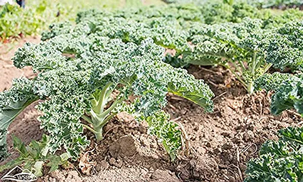Curly_Kale_Seeds_-_Pack_Of_3