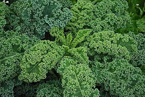 Curly_Kale_Seeds_-_Pack_Of_3