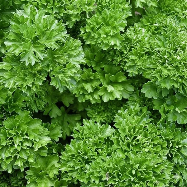 Curly_Kale_Seeds_-_Pack_Of_3