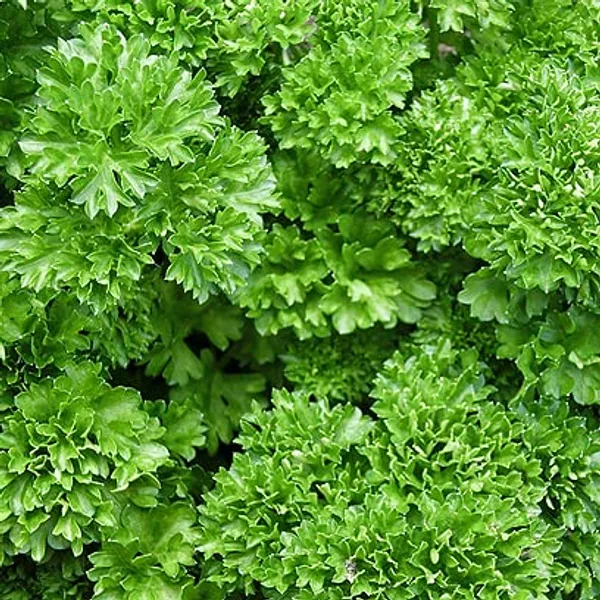 Curly_Kale_Seeds_-_Pack_Of_3