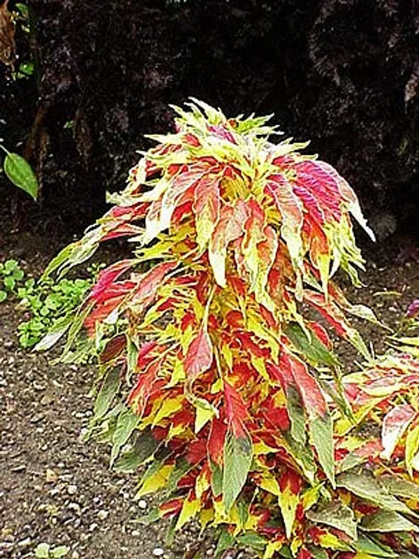 Amaranthus_Tricolour_Seeds_-_Pack_Of_4