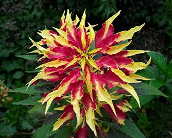 Amaranthus_Tricolour_Seeds_-_Pack_Of_4