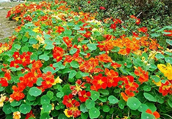 Nasturtium_Jewel_of_Africa_Mix__NM__1_pack_
