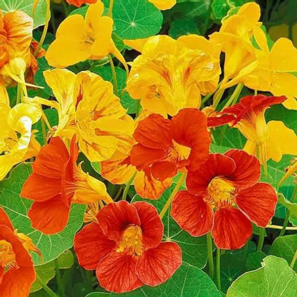 Nasturtium_Jewel_of_Africa_Mix__NM__1_pack_