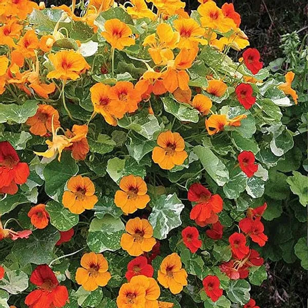 Nasturtium_Variegated_Mixed_Seeds_Premium__4_pack