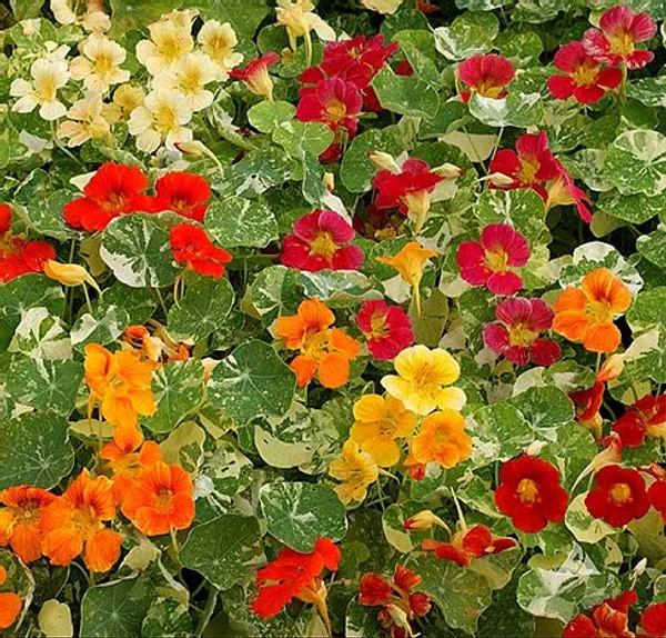Nasturtium_Variegated_Mixed_Seeds_Premium__4_pack