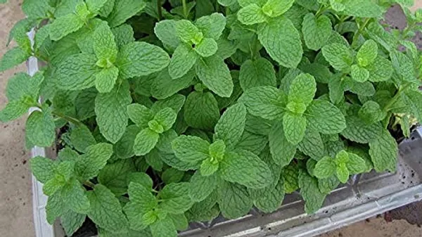 Mint_Seeds_-_Pack_Of_2