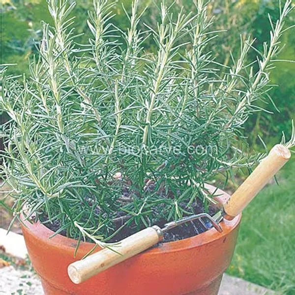 Herb_Seeds_Kit_Premium_Best_Selling