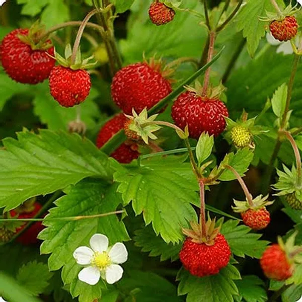 Herb_Seeds_Kit_Premium_Best_Selling